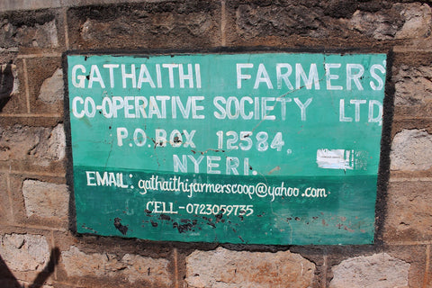 Gachatha Factory coffee washing station in Nyeri Kenya