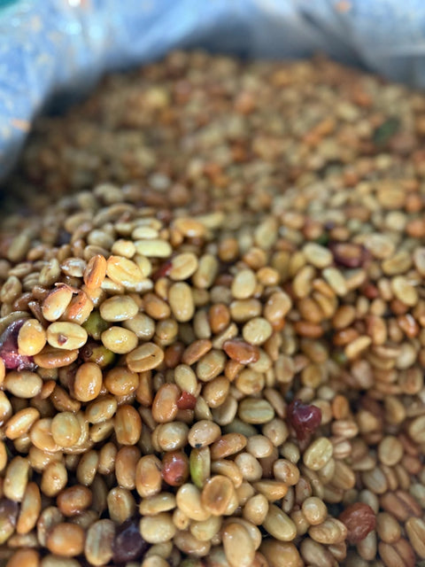 Coffee parchment drying after processing at the Marin Family farm