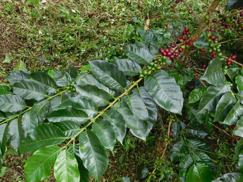 Coffee plant with ripe cherries for fresh roasted selection