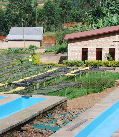 Kinini coffee washing station in Rwanda