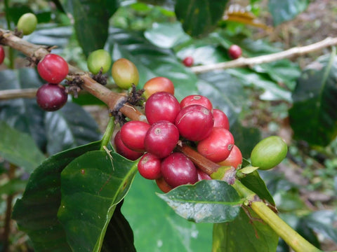 Ripe coffee cherries used for Black Honey process in Colombia