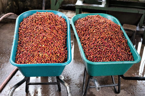 Freshly harvested coffee cherries at Aquiares Coffee Farm