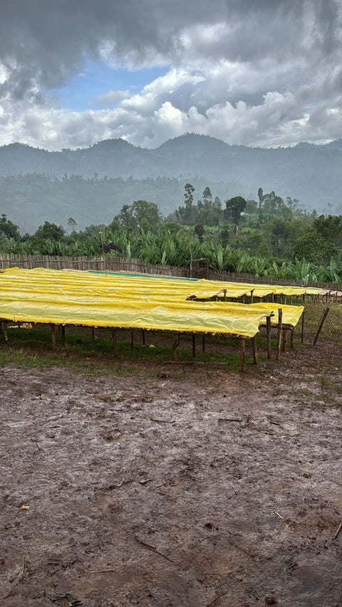 Coffee beans drying on raised beds at Yutute Kokose washing station