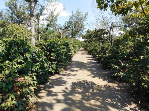 Coffee trees and farm path at Finca Santa Ines Guatemala