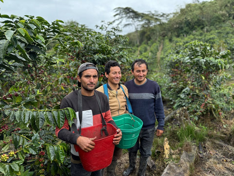 Marin Family coffee producers holding freshly harvested coffee cherries