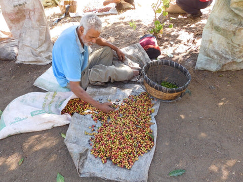 Sorting freshly harvested coffee for roasting