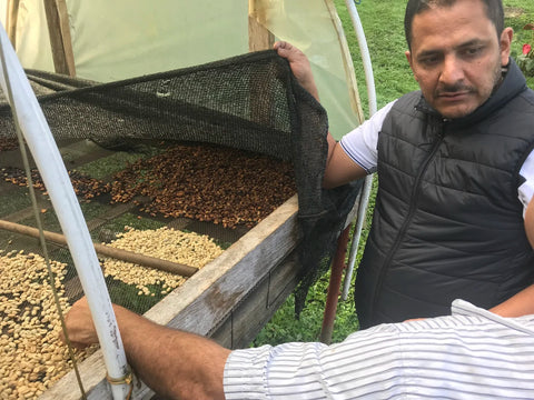 Black Honey processed coffee drying on raised beds in Colombia