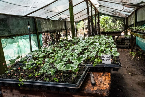 Coffee seedlings growing in nursery beds at Aquiares Farm Costa Rica
