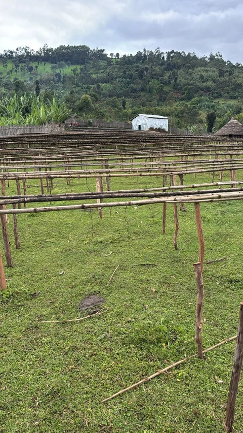 Coffee growing region landscape in Kokose, Ethiopia