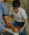 Coffee quality sorting and preparation at Finca Terrerito Honduras