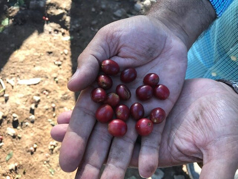 Ripe red coffee cherries for light roast espresso blend