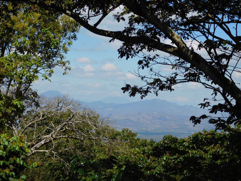 Specialty coffee farm landscape in roaster’s choice