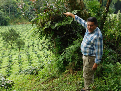 Coffee farmer standing among coffee plants