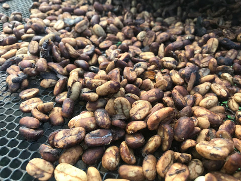 Anaerobic Black Honey processed Pink Bourbon coffee beans
