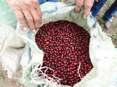 Fresh coffee harvest at Loma La Gloria El Salvador