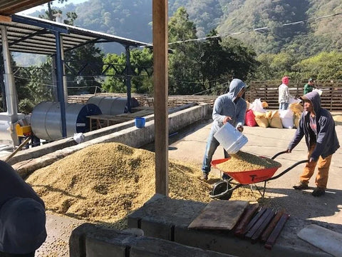 Specialty coffee processing at San Isidro Chacaya Guatemala