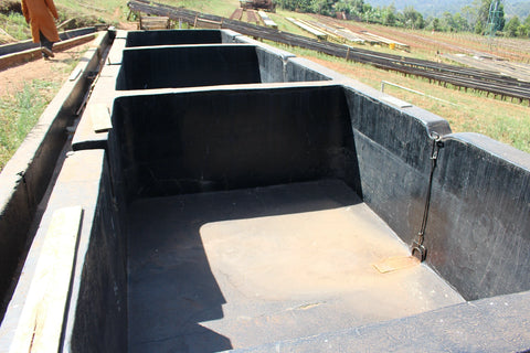 Washed coffee processing channels at Gachatha Factory Kenya