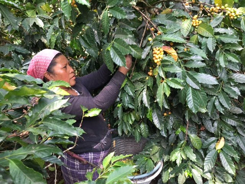 Hand harvesting coffee cherries for espresso blend