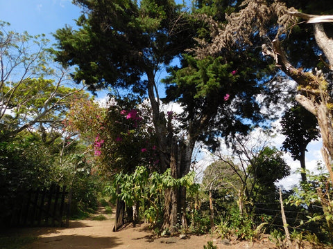 Coffee farm path featured in roaster’s choice offerings