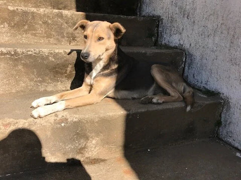 Farm dog at San Isidro Chacaya in Guatemala