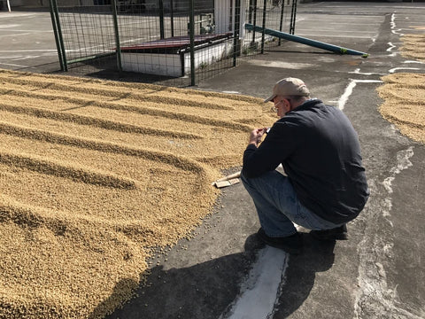 Coffee harvest for specialty espresso blend components