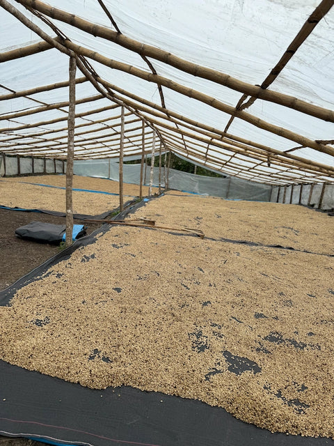 Coffee drying on raised beds at the Marin Family farm in Peru