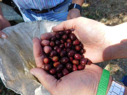 Hand harvesting coffee cherries for fresh roasted coffee