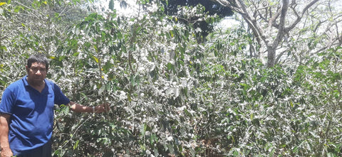 El Salvador Finca El Guayabo Natural