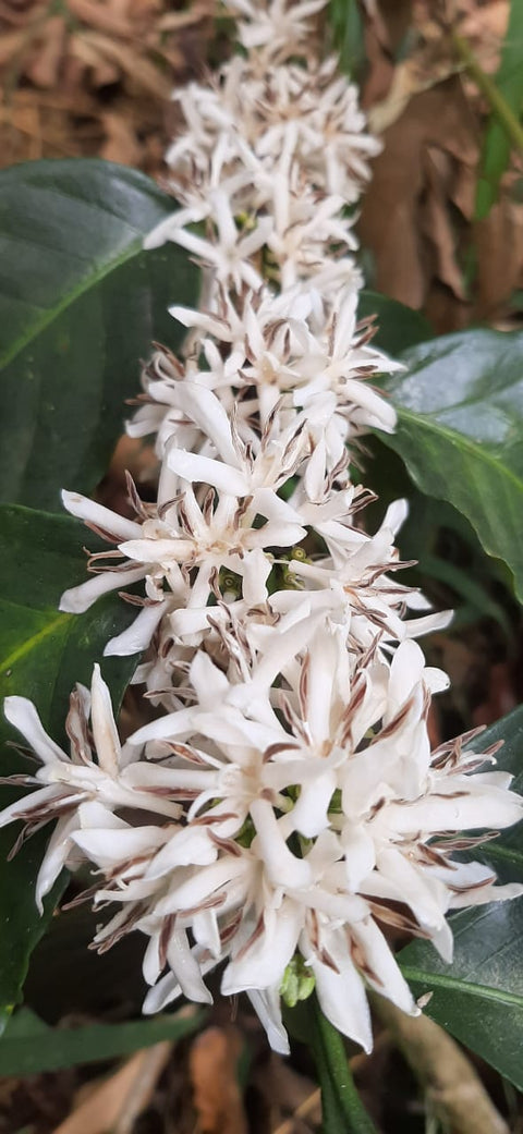 El Salvador Finca El Guayabo Natural