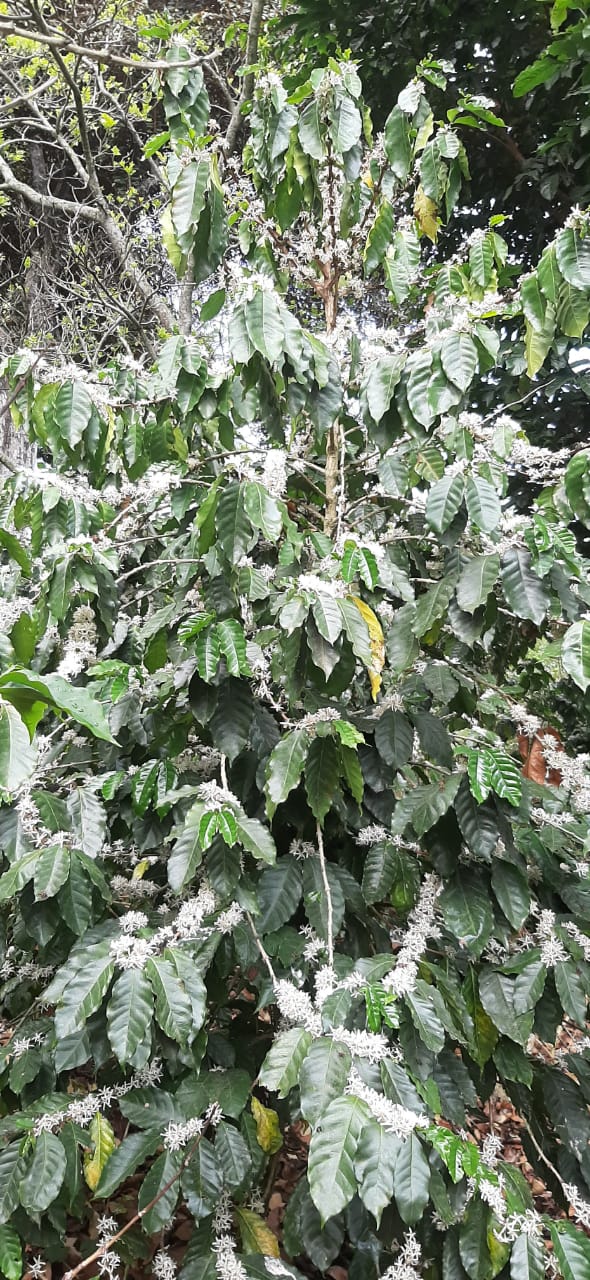 El Salvador Finca El Guayabo Natural