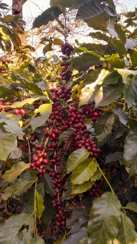 El Salvador Finca El Guayabo Natural