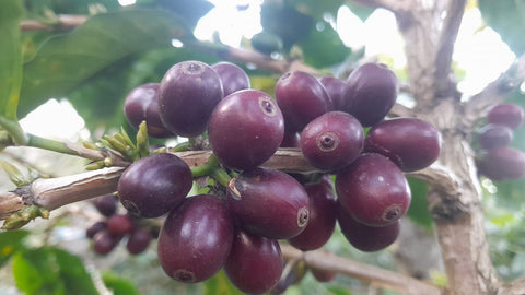 El Salvador Finca El Guayabo Natural