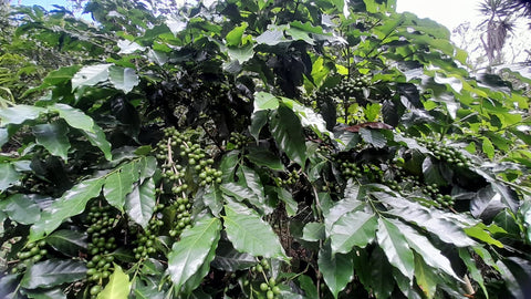 El Salvador Finca El Guayabo Natural