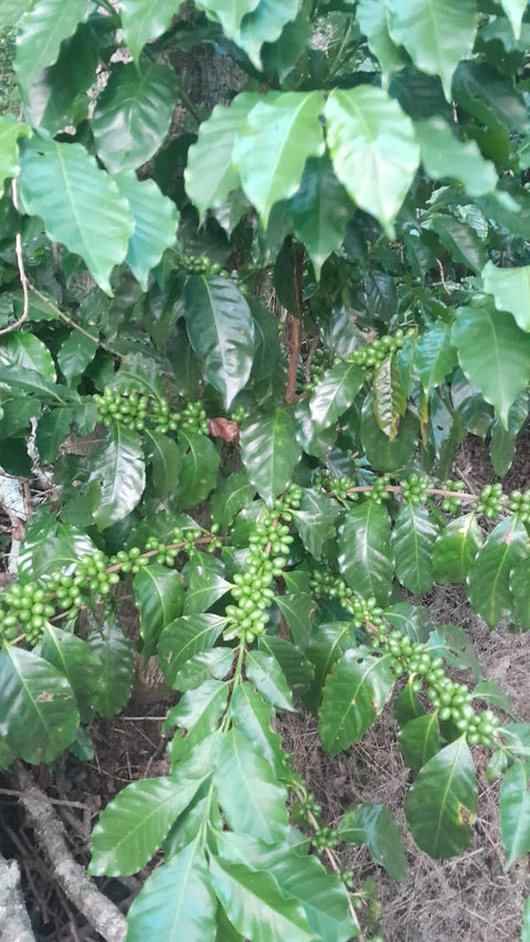 El Salvador Finca El Guayabo Natural
